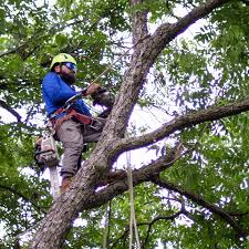 Tree Health Surgeons – Tree Health Surgeons | Expert Arborist and Tree Care Services