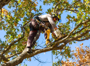 Tree Health Surgeons – Tree Health Surgeons | Expert Arborist and Tree Care Services